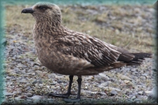 Vogel